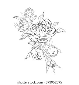 Sketch of beautiful peonies on a white background.