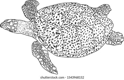 Sketch beautiful sea turtle on a white background