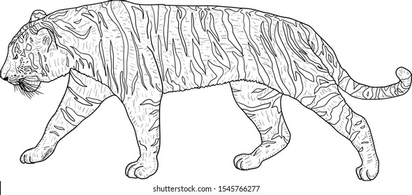 Sketch beautiful tiger on a white background