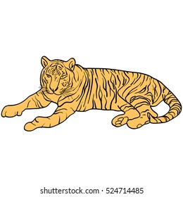 Sketch beautiful tiger on a white background. Vector illustration.