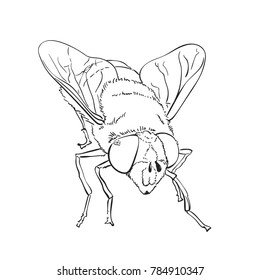 Sketch of bee, Hand drawn vector linear illustration isolated on white background can be used for coloring book page