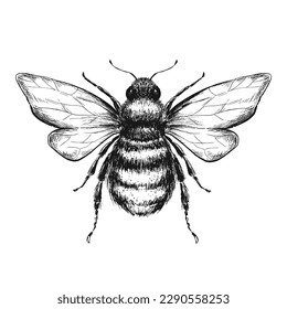 Sketch bee on white background