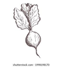 Sketch of beet contour drawing isolated on white background, stock vector illustration, for design and decoration, sticker, template, vintage, banner, vegetables