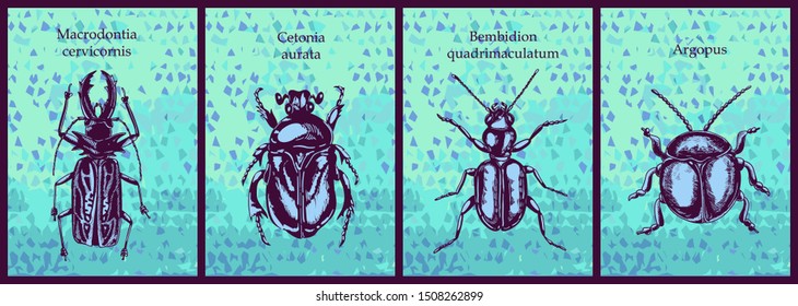 sketch beetles cards set with signed species and fancy background