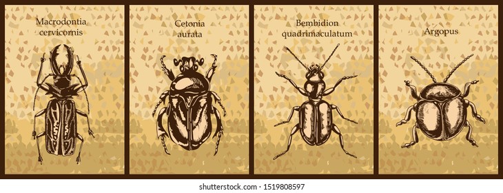 sketch beetles cards set with signed species and fancy background in vintage style on old brown paper