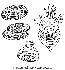 sketch, beetroot full and cut, cartoon illustration, coloring book, isolated object on white background, vector, eps