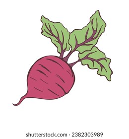 Esbozo de remolacha. Dibujo a mano. Ilustración del vector