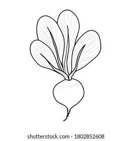 Sketch of the beets with the foliage. Healthy vegetables. Doodle style. Vector isolated element for design. 
