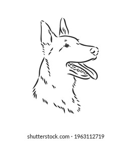 Sketch of Belgian Shepherd dog, Hand drawn illustration.
