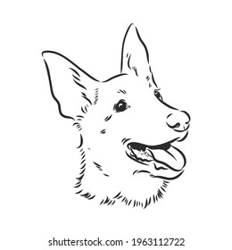 Sketch of Belgian Shepherd dog, Hand drawn illustration.