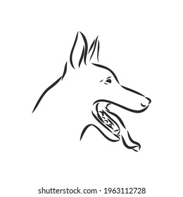 Sketch of Belgian Shepherd dog, Hand drawn illustration.