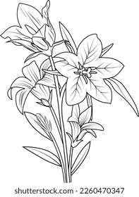 sketch bell flower drawing, Vector sketch of  bell flowers. Vector illustration of a Beautiful Creeping Bellflower, with a bouquet  flowers and leaves.
