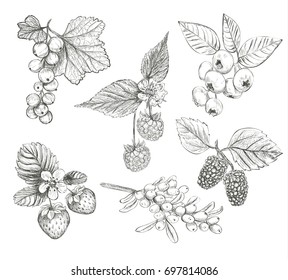 Sketch Berries set vector illustration. Hand drawing a berries collection. Berries: raspberry, strawberry, currant, mulberry, sea buckthorn