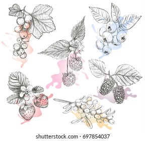 Sketch Berries set vector illustration. Hand drawing a berries collection. Berries: raspberry, strawberry, currant, mulberry, sea buckthorn