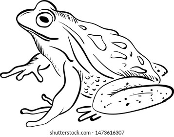 A sketch of big frog in a paper, vector, color drawing or illustration.