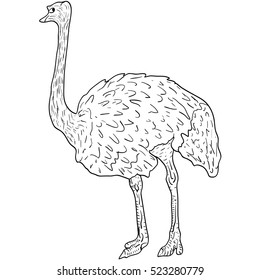 Sketch big ostrich standing on a white background. Vector illustration.