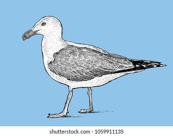 Sketch of a big seagull