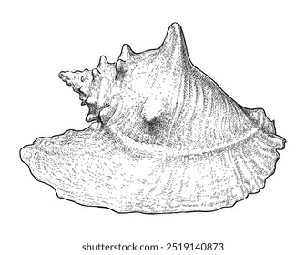 Sketch of big seashell, realistic hand drawing, vector illustration, isolated on white