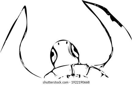 sketch big-eyed sea turtle swimming