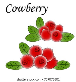 sketch of a bilberry berry