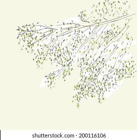 Sketch of birch branches. Summer vector illustration