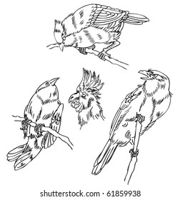 sketch bird