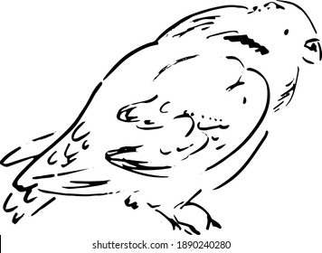Sketch of a bird in line style. Vector illustration