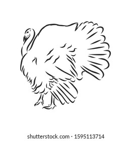 Sketch bird live turkey vector