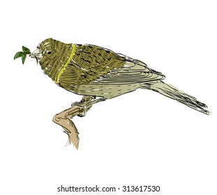 Sketch of bird on a white  background.