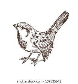 Sketch bird. Vector illustration