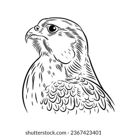 Sketch bird with a white bacground
