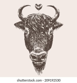 sketch of a bison's head