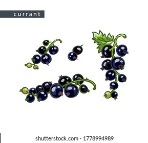 sketch black currants: set of four drawings