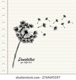 Sketch black dandelion on white papaer background, flying seeds of dandelion.Blowing dandelion vector.