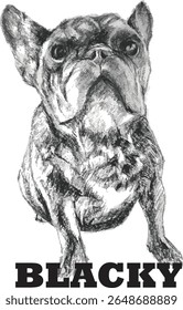 Esboço de um buldogue francês negro.	