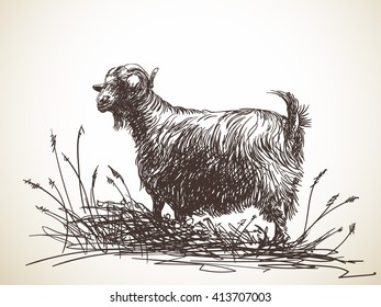 Sketch of black goat standing among tall grass. Hand drawn illustration. Isolated