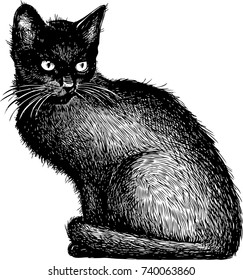 sketch of a black kitten