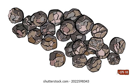 Sketch of a black peppercorns. Hand drawn vector illustration of black peas on white background.