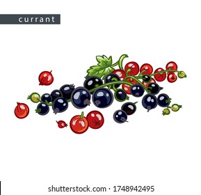 sketch black and red currants: big brunch of berries