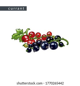 sketch black and red currants: two branches