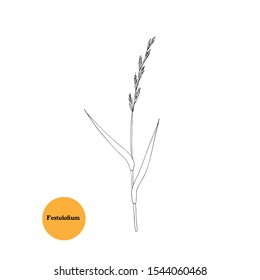 Sketch black and white  drawing of Festulolium grass sprig, plant used for forage, hay, silage, fodder for livestock - cows, goats, sheep, horses, birds and rabbits