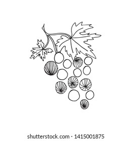 Sketch black and white vector of grape berry cluster with leaves, textured 