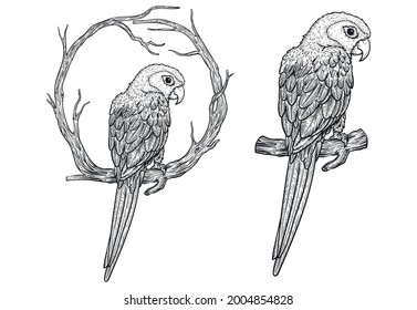 Sketch black and white vintage exotic tropical bird parrot, illustration