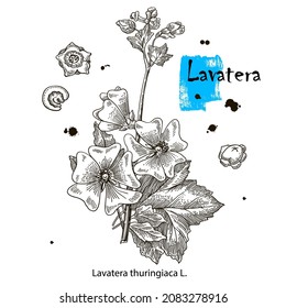 Sketch the blooming Lavatera. Vector illustration. Floral botanical flower. Isolated illustration element. Vector hand drawing wildflower for background.