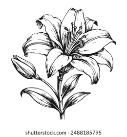 Sketch of a blooming lily, side view, on a white background