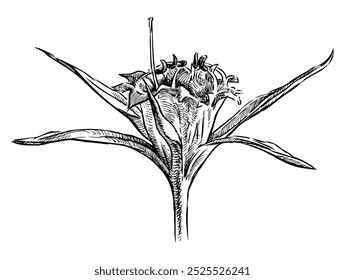 Sketch of blooming mediterranean sea lily, flower head, realistic hand drawing, vector illustration isolated on white