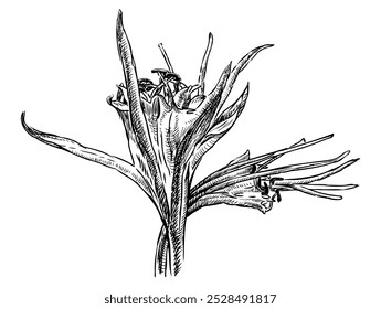 Sketch of blooming mediterranean sea lily with bud, flower head, realistic hand drawing, vector illustration isolated on white