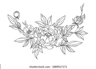 Sketch of blooming peonies in vintage style. Vector illustration of floral bouquet.