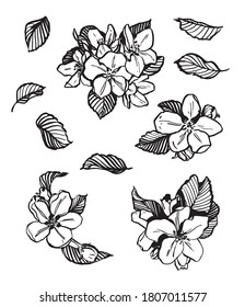 Sketch of blossoming Apple tree branch. Flower set. Vector hand drawn illustration on white background.