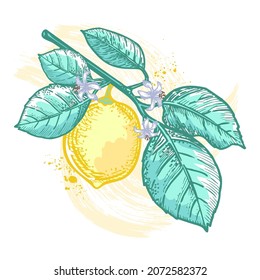 A sketch of a blossoming branch with leaves and lemon. Fruit pattern on a white background. Healthy food product. Fruit element for the design of labels, packaging, textiles, souvenirs.